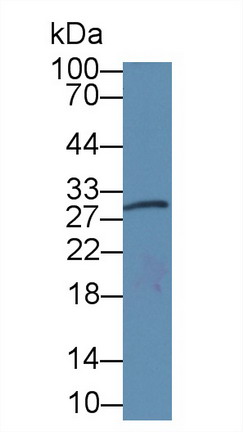 Monoclonal Antibody to Amphiregulin (AREG)