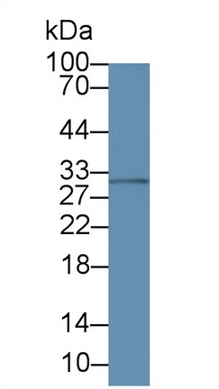 Monoclonal Antibody to Amphiregulin (AREG)