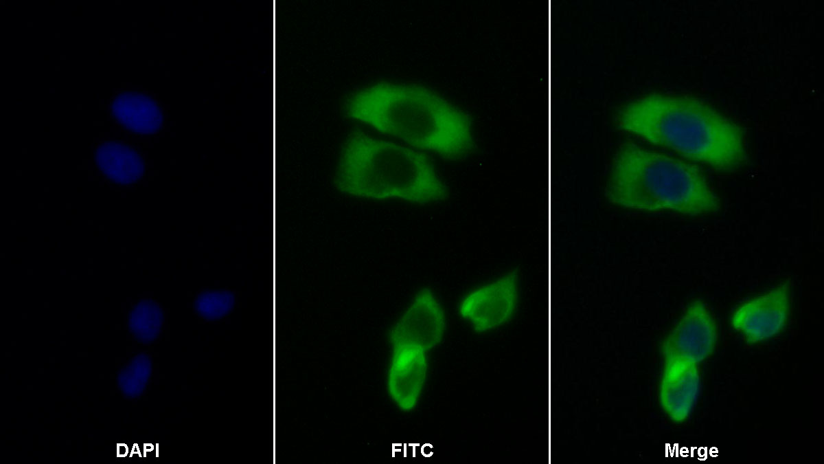 Monoclonal Antibody to Amphiregulin (AREG)