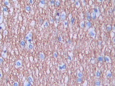 Monoclonal Antibody to Amphiregulin (AREG)