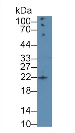 Monoclonal Antibody to Amphiregulin (AREG)