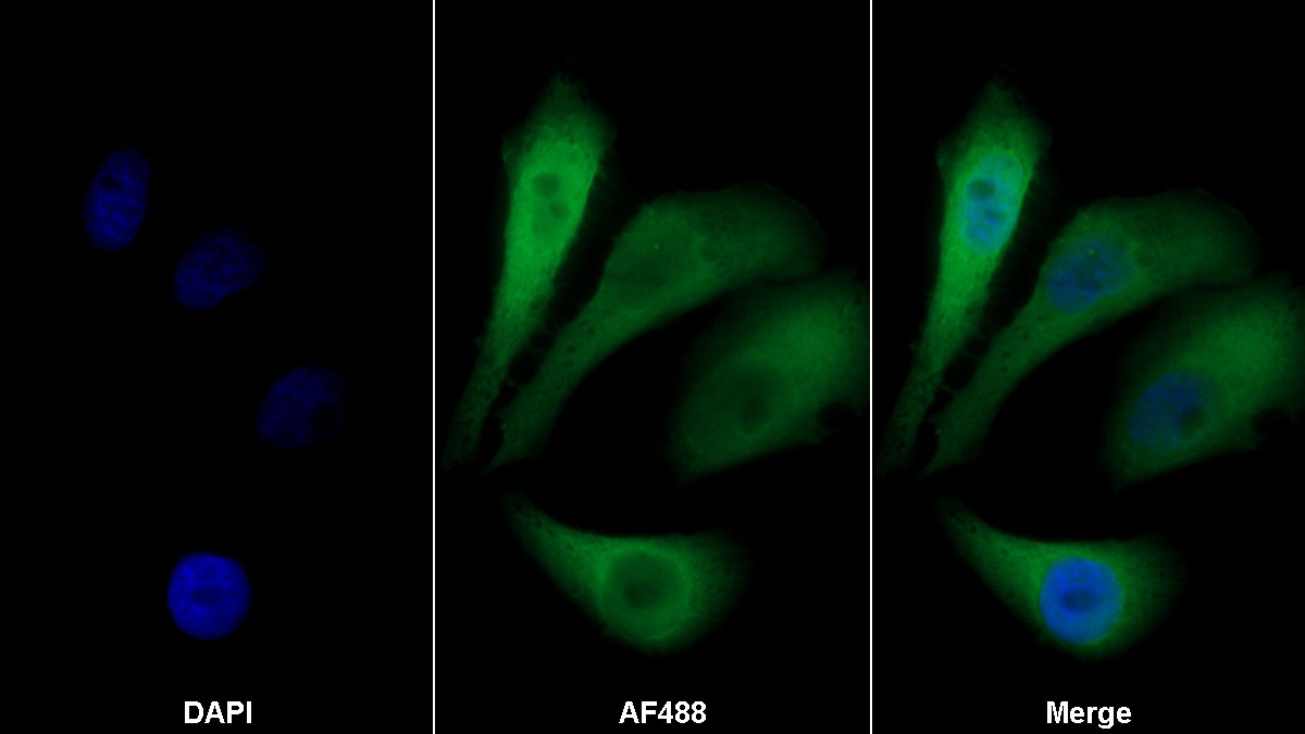 Monoclonal Antibody to Amphiregulin (AREG)