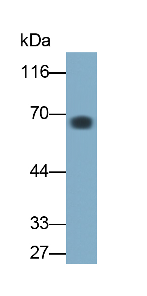 Monoclonal Antibody to Angiopoietin 2 (ANGPT2)