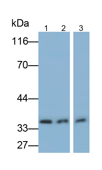 Monoclonal Antibody to Factor Related Apoptosis (FAS)
