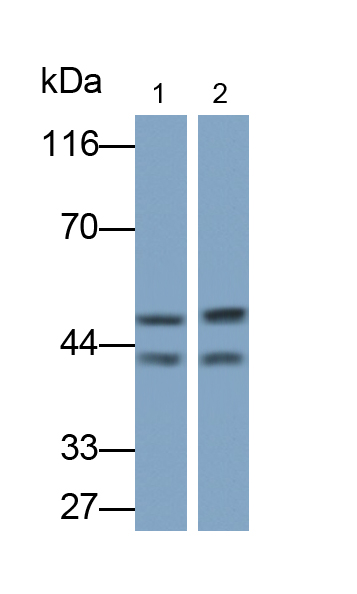 Monoclonal Antibody to Factor Related Apoptosis (FAS)