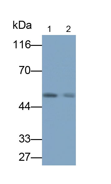 Monoclonal Antibody to Factor Related Apoptosis (FAS)