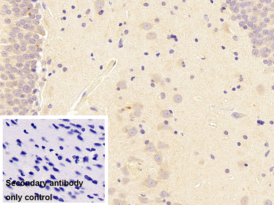 Monoclonal Antibody to Fibroblast Growth Factor 9 (FGF9)