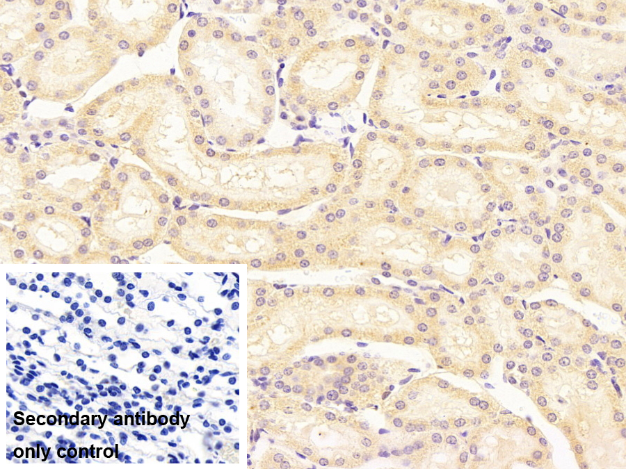 Monoclonal Antibody to Fibroblast Growth Factor 9 (FGF9)
