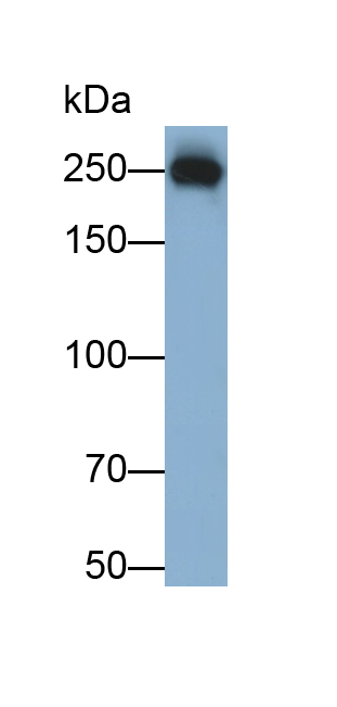 Monoclonal Antibody to Fibronectin (FN)