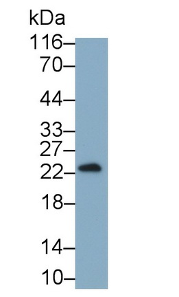 Monoclonal Antibody to Interferon Gamma (IFNg)