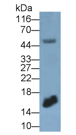 Monoclonal Antibody to Interferon Gamma (IFNg)