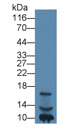 Monoclonal Antibody to Insulin Like Growth Factor 1 (IGF1)