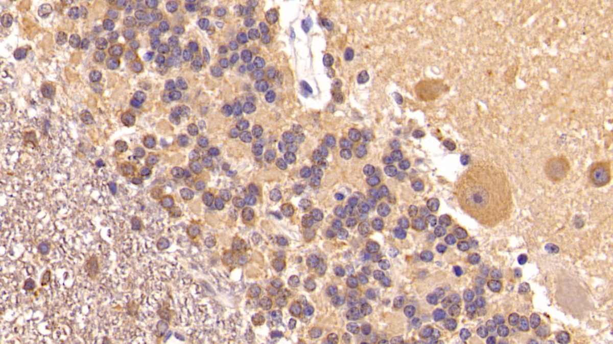 Monoclonal Antibody to Insulin Like Growth Factor 1 (IGF1)