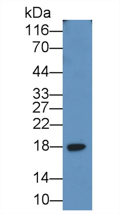 Monoclonal Antibody to Insulin Like Growth Factor 1 (IGF1)