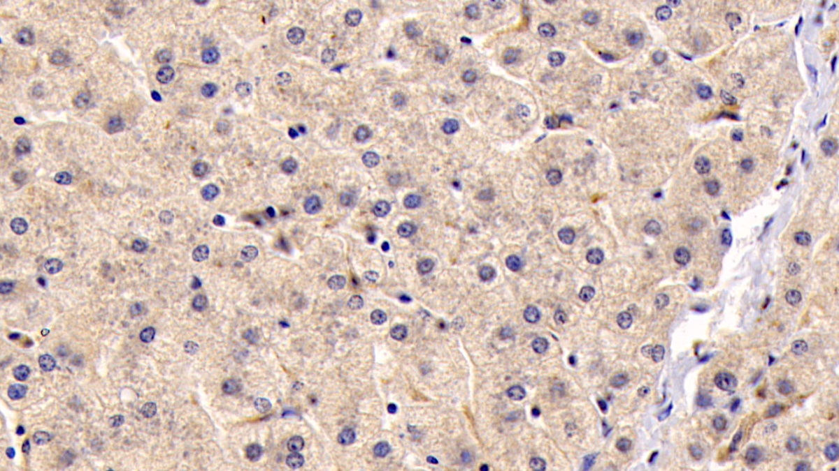 Monoclonal Antibody to Insulin Like Growth Factor 1 (IGF1)