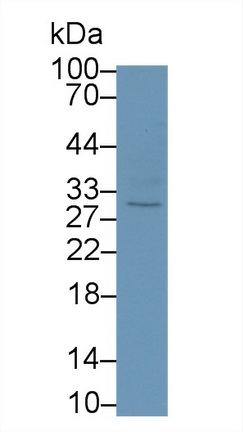 Monoclonal Antibody to Interleukin 10 (IL10)