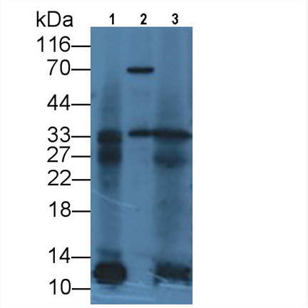 Monoclonal Antibody to Interleukin 12A (IL12A)