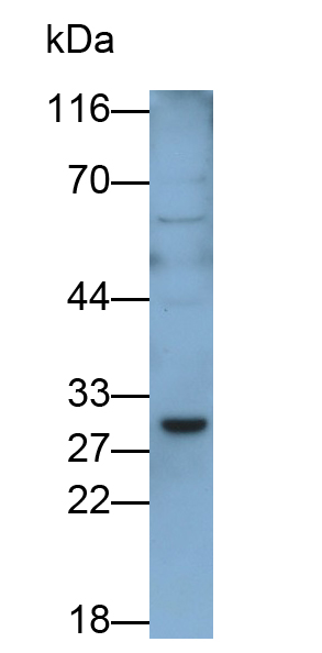 Monoclonal Antibody to Interleukin 12A (IL12A)