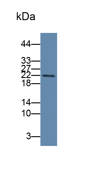 Monoclonal Antibody to Interleukin 18 (IL18)