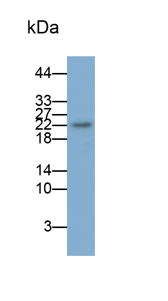 Monoclonal Antibody to Interleukin 18 (IL18)