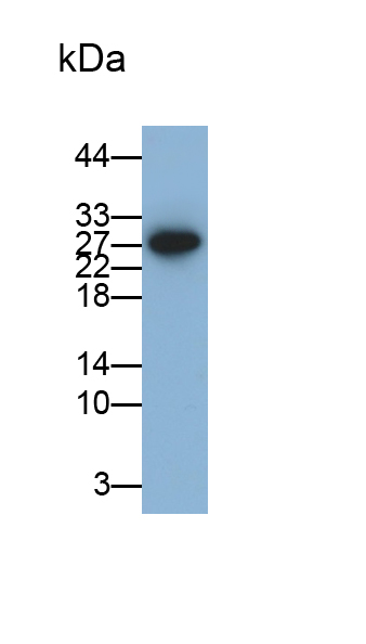 Monoclonal Antibody to Interleukin 18 (IL18)