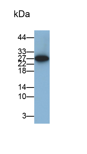 Monoclonal Antibody to Interleukin 18 (IL18)