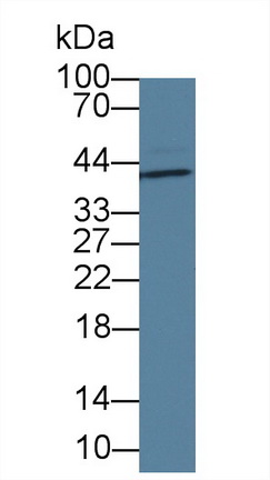 Monoclonal Antibody to Interleukin 1 Alpha (IL1a)