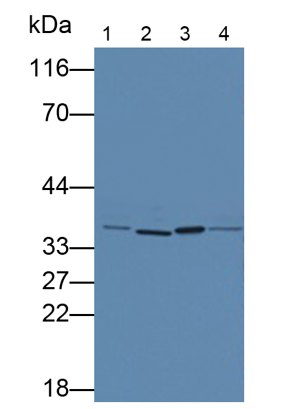 Monoclonal Antibody to Interleukin 1 Alpha (IL1a)