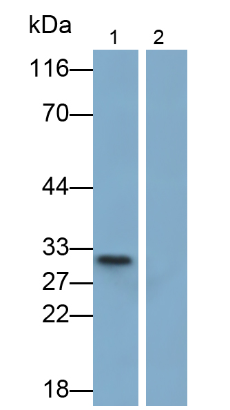Monoclonal Antibody to Interleukin 1 Alpha (IL1a)