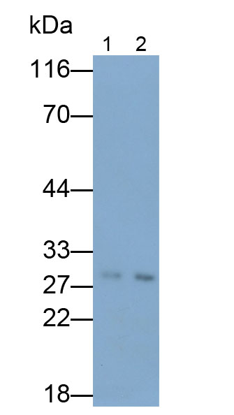 Monoclonal Antibody to Immunoglobulin G1 (IgG1)