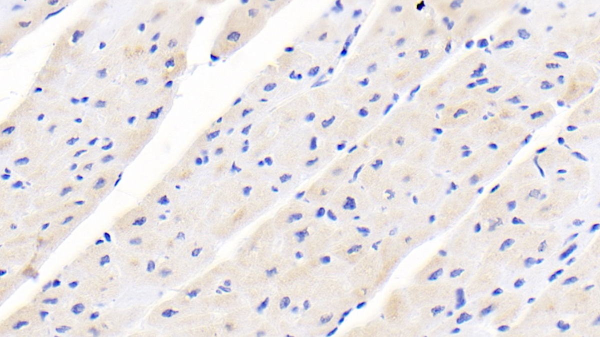 Monoclonal Antibody to Leptin (LEP)