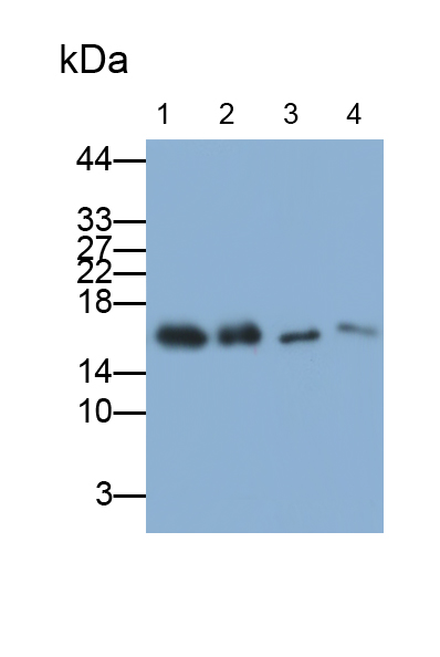 Monoclonal Antibody to Leptin (LEP)
