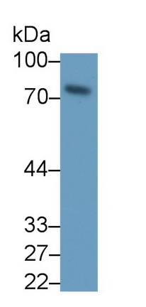 Monoclonal Antibody to Matrix Metalloproteinase 2 (MMP2)