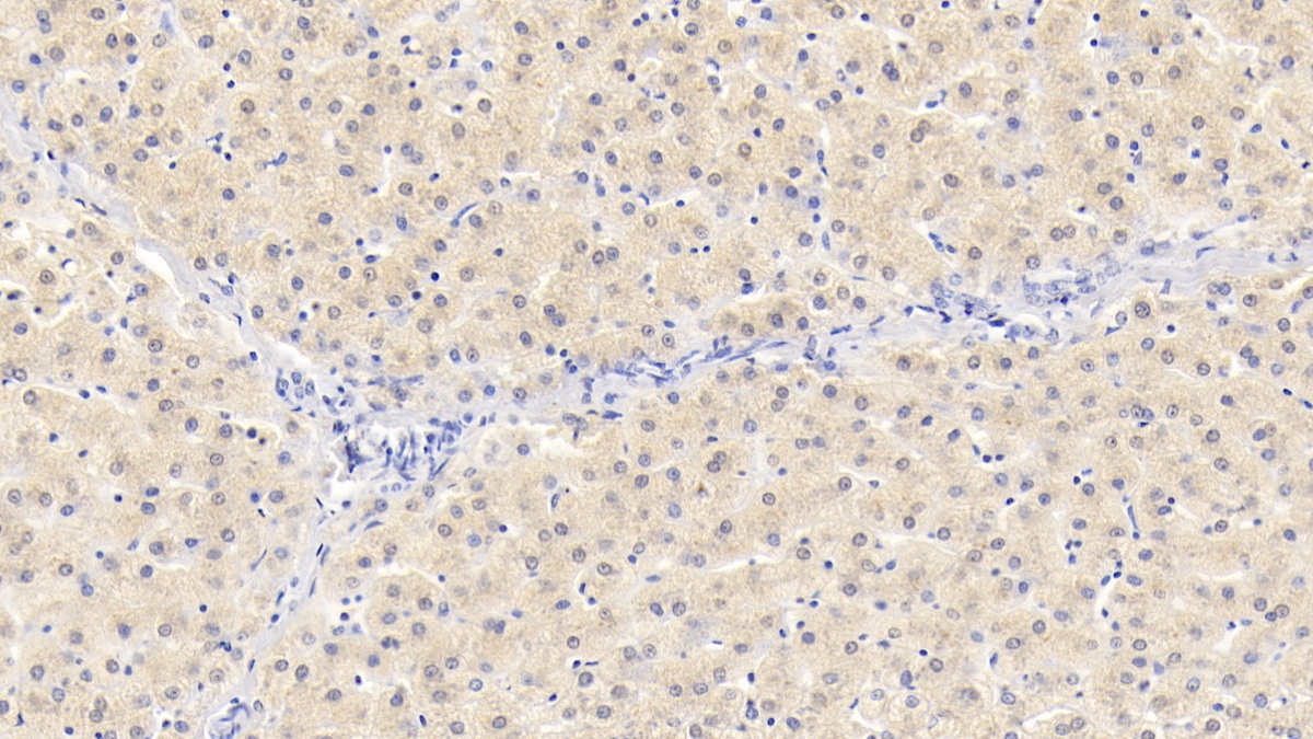 Monoclonal Antibody to Neurotrophin 3 (NT3)