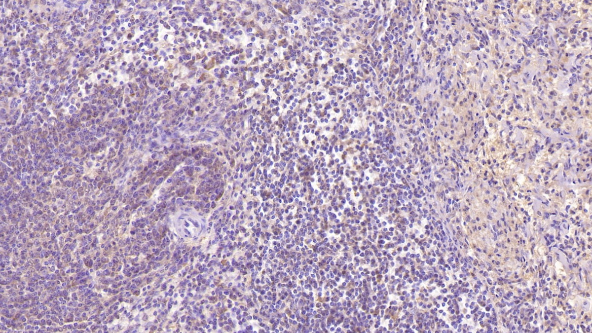 Monoclonal Antibody to Superoxide Dismutase 3, Extracellular (SOD3)