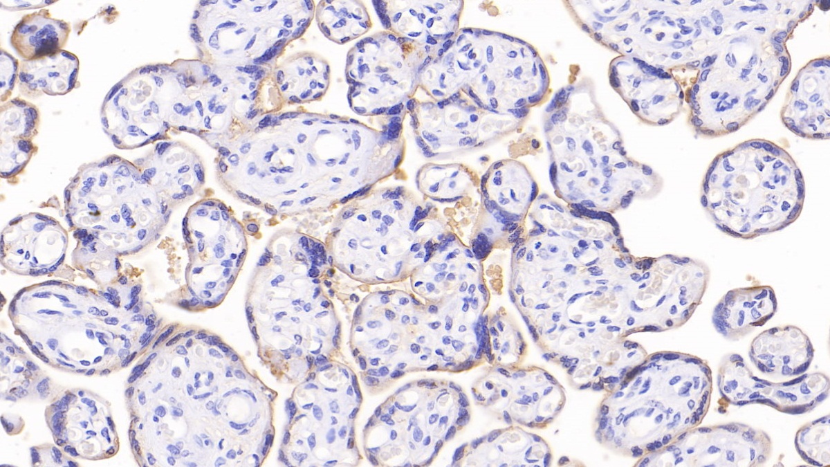 Monoclonal Antibody to Annexin V (ANXA5)