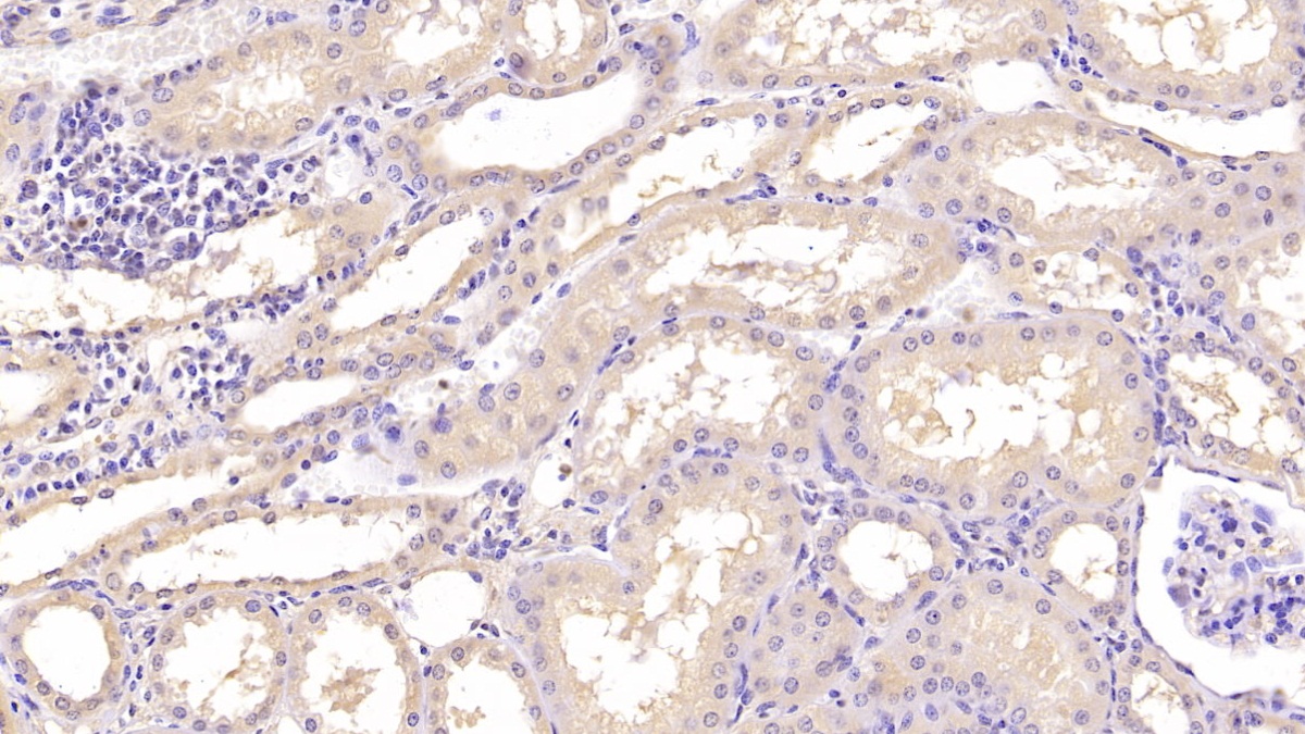 Monoclonal Antibody to Annexin V (ANXA5)