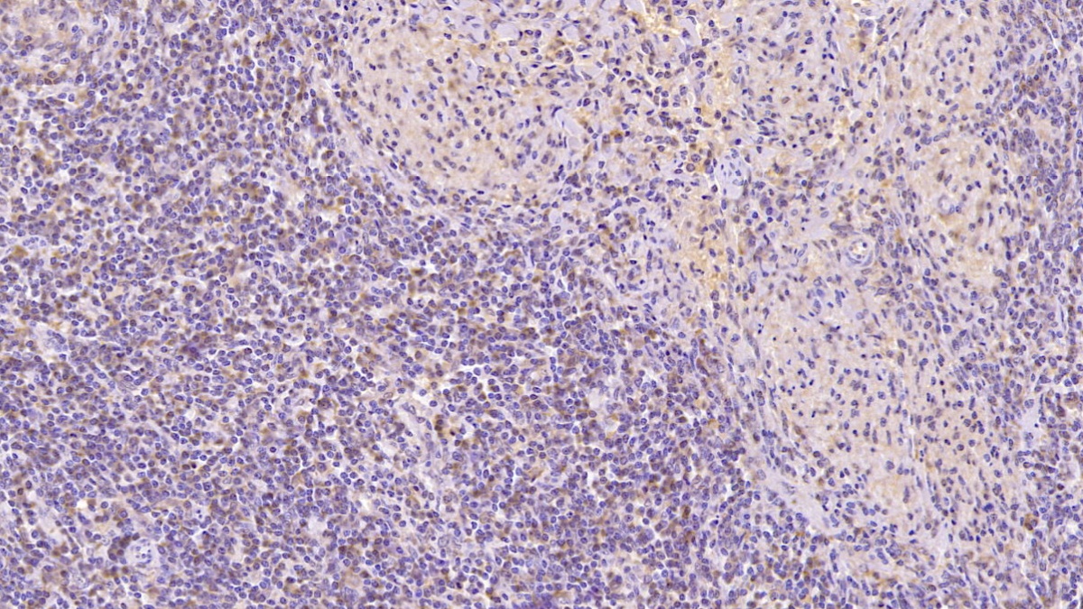 Monoclonal Antibody to Annexin V (ANXA5)