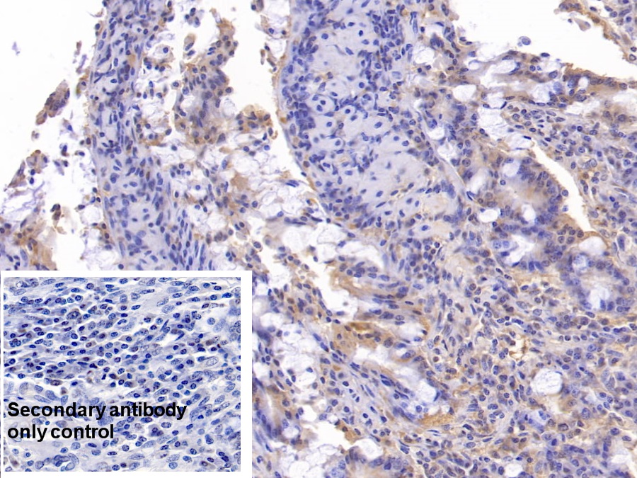 Monoclonal Antibody to Annexin V (ANXA5)