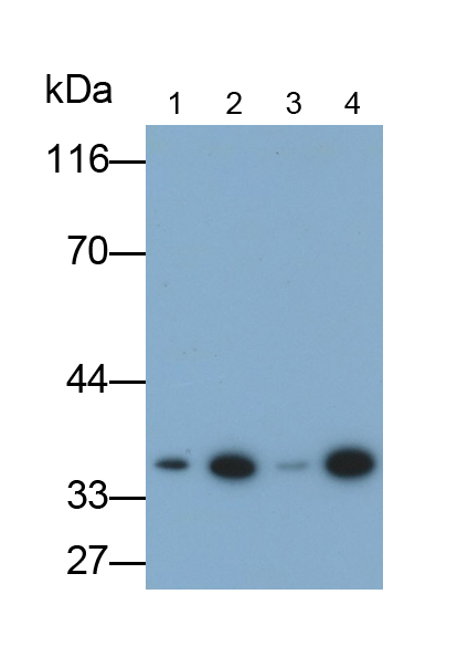 Monoclonal Antibody to Annexin V (ANXA5)
