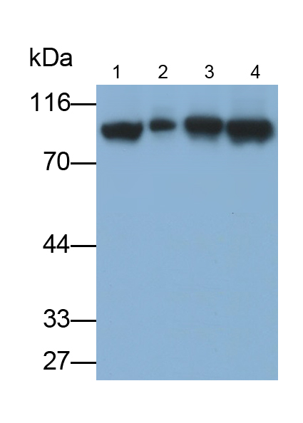 Monoclonal Antibody to Transportin 1 (TNPO1)