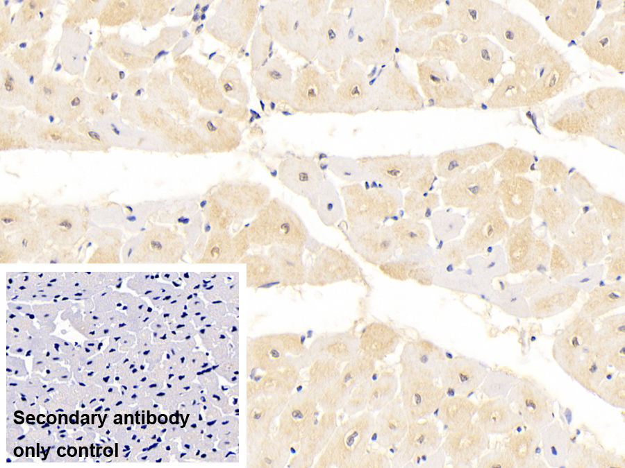 Monoclonal Antibody to Calnexin (CNX)