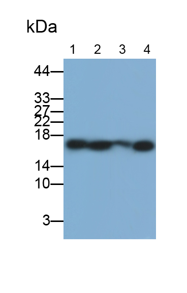 Monoclonal Antibody to Histone H3 (H3)
