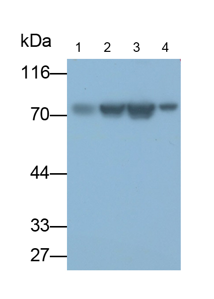 Monoclonal Antibody to Heat Shock 70kDa Protein 1B (HSPA1B)