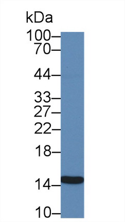 Monoclonal Antibody to Galectin 2 (GAL2)