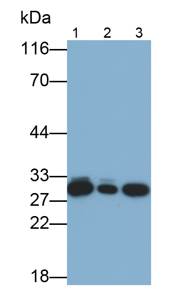 Monoclonal Antibody to Galectin 3 (GAL3)