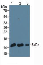 Monoclonal Antibody to Galectin 1 (GAL1)