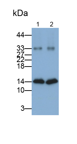 Monoclonal Antibody to Galectin 1 (GAL1)