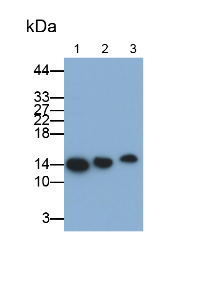 Monoclonal Antibody to Galectin 1 (GAL1)
