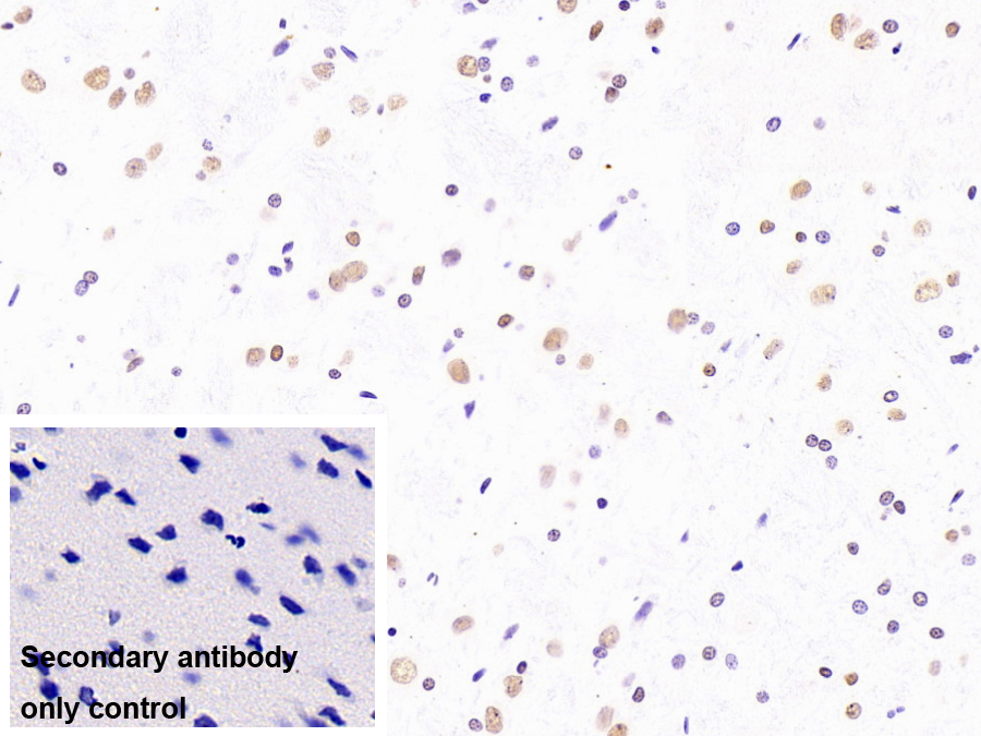 Monoclonal Antibody to Heterogeneous Nuclear Ribonucleoprotein A2/B1 (HNRPA2B1)